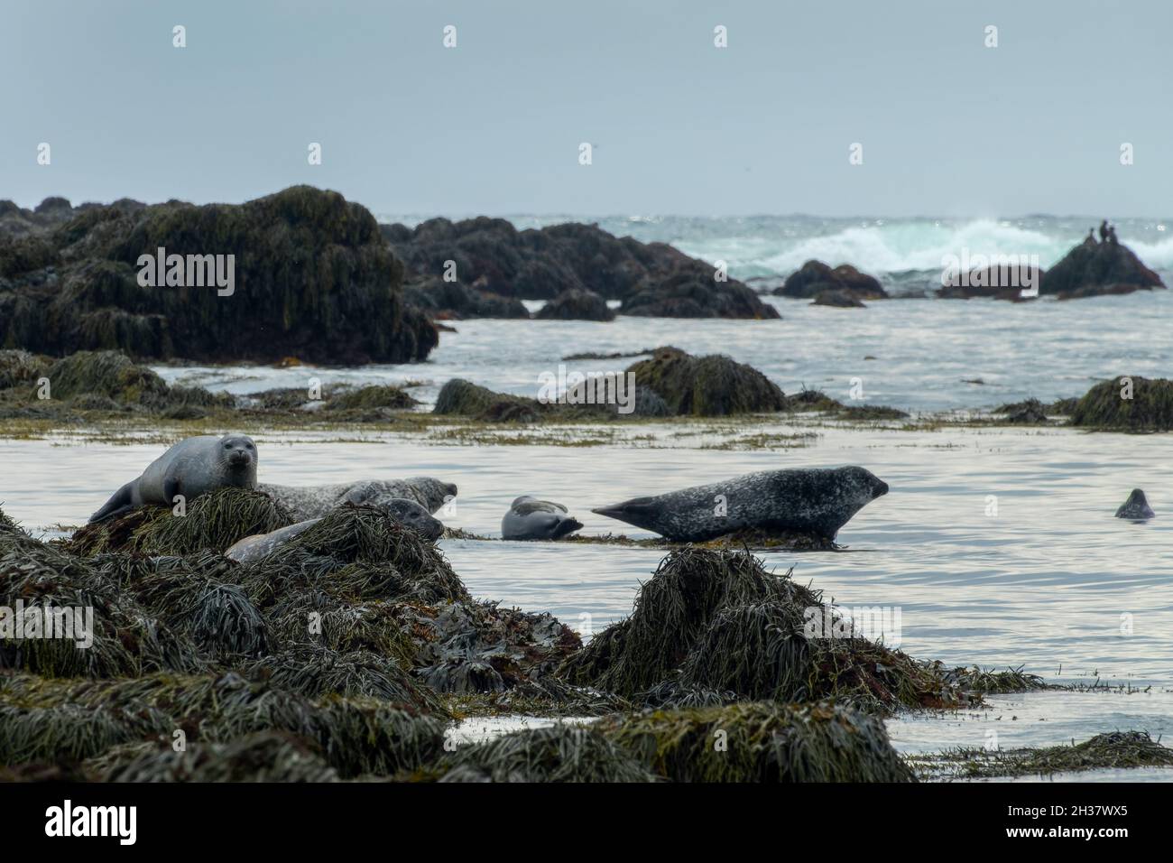 Foche portuali (foche comuni) su una roccia sulla spiaggia di Ytri Tunga, sulla penisola di Straefelsness, Islanda Foto Stock