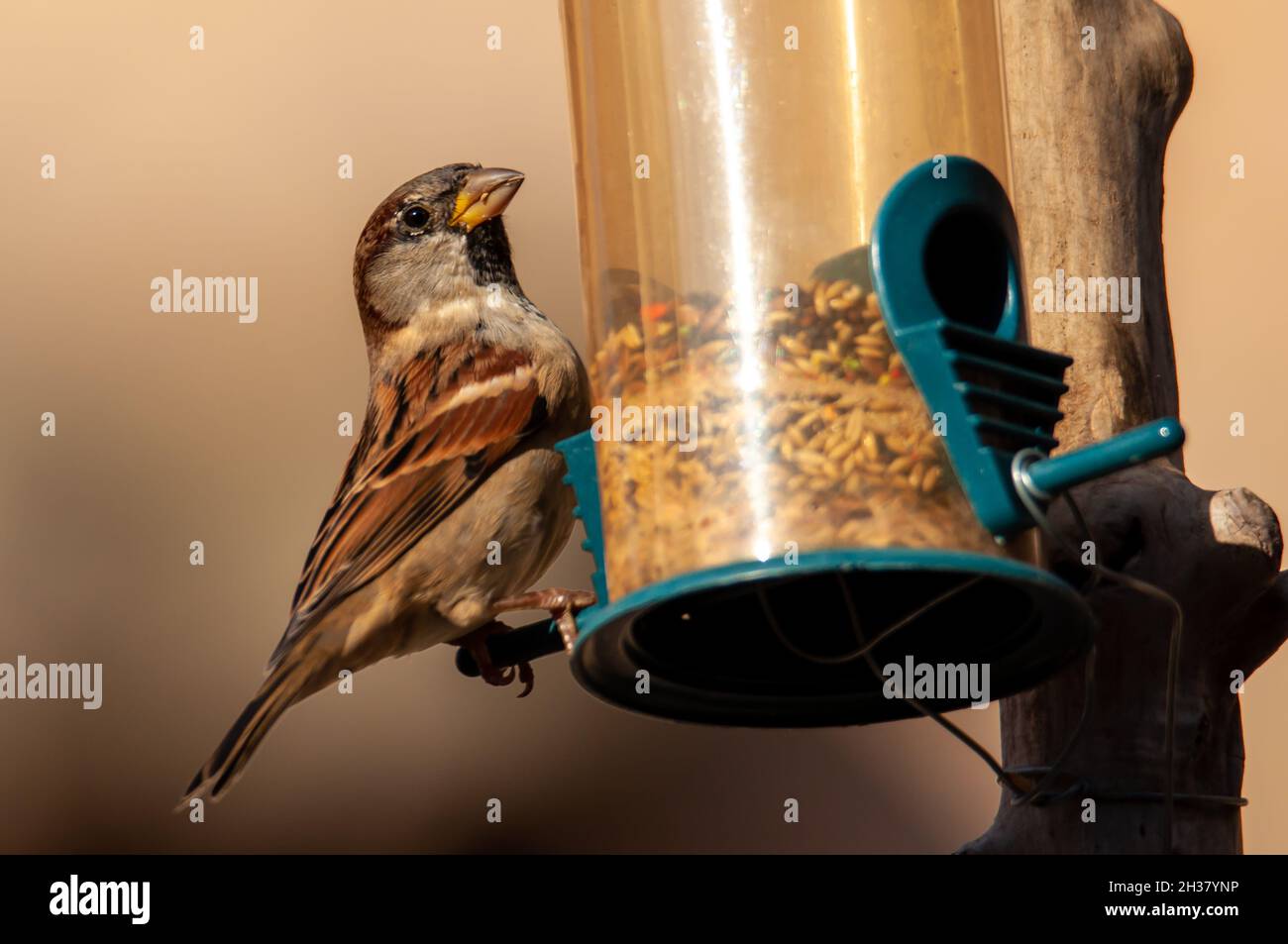 Bird house farrow urbano (Passer domestica) che mangia in un alimentatore di uccelli in Foto Stock