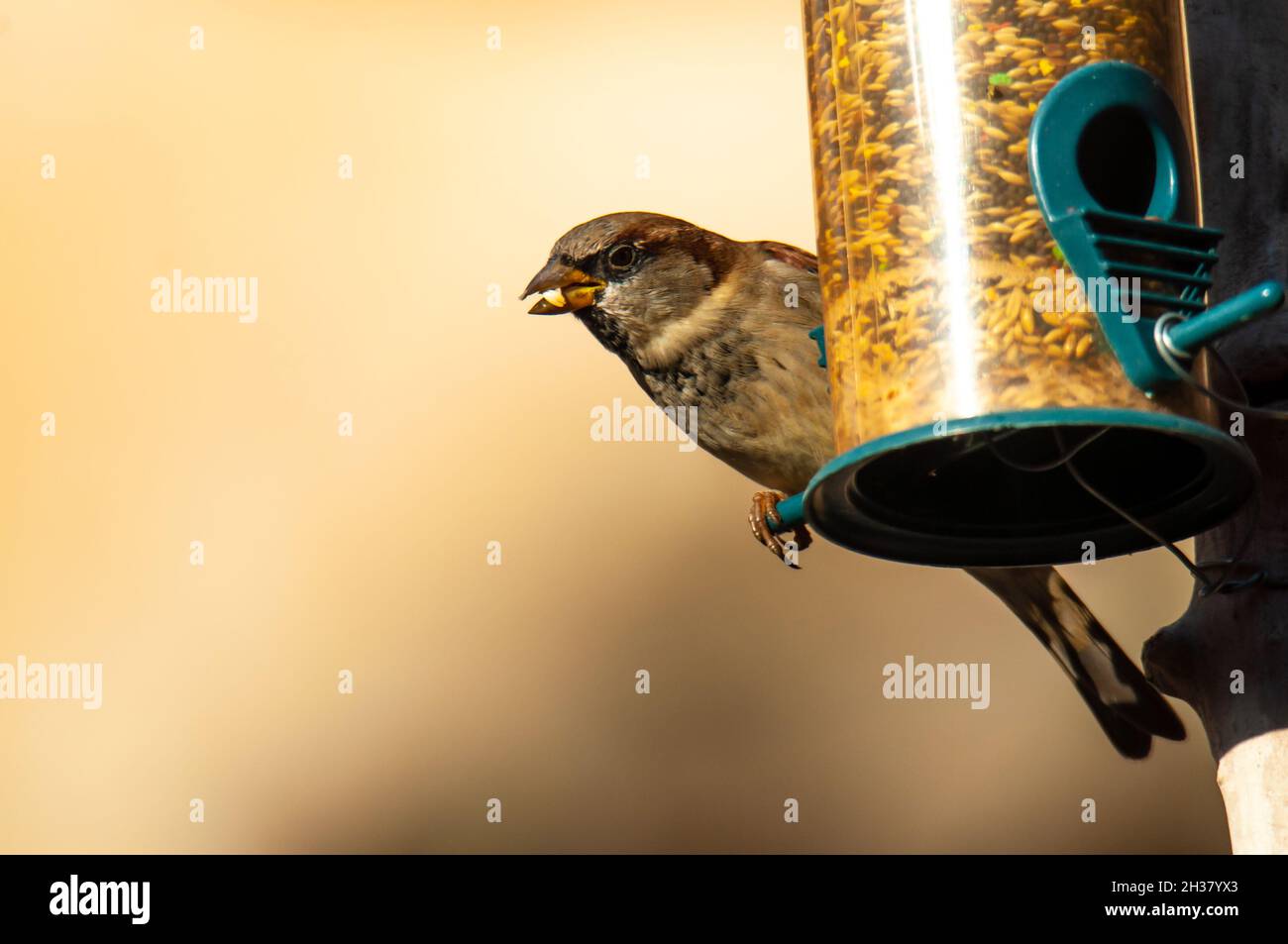 Birdhouse farro urbano (Passer domestica) che mangia in un alimentatore di uccelli Foto Stock