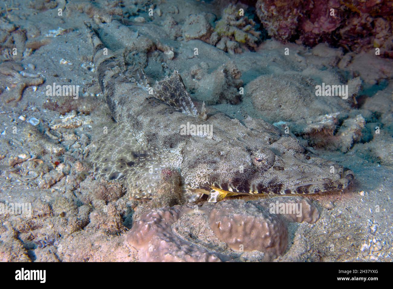 Un Crocodilefish (Papilloculiceps longiceps) in Mar Rosso Foto Stock