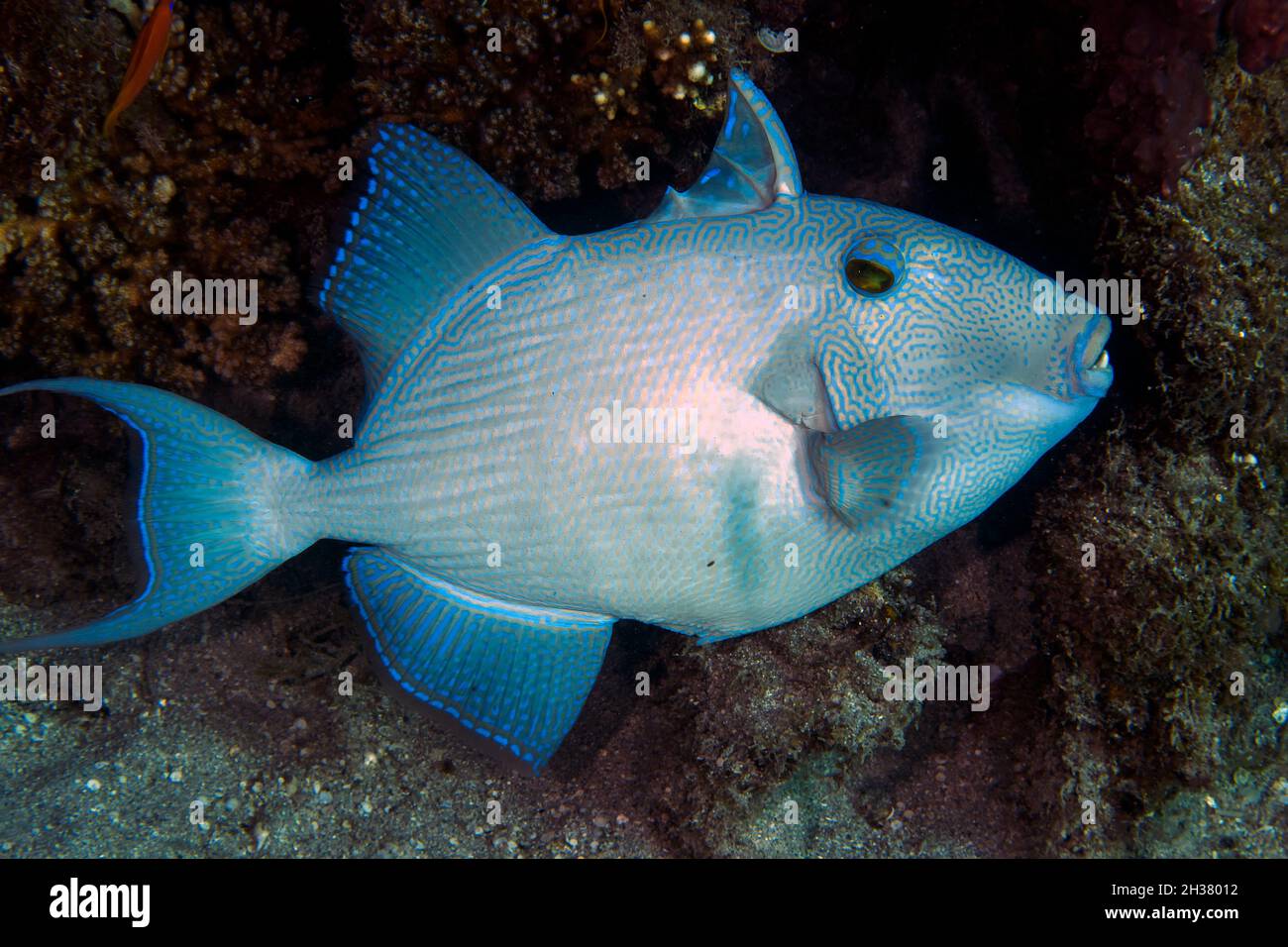 Un triggerfish blu (Pseudobalistes fuscus) nel Mar Rosso, Egitto Foto Stock