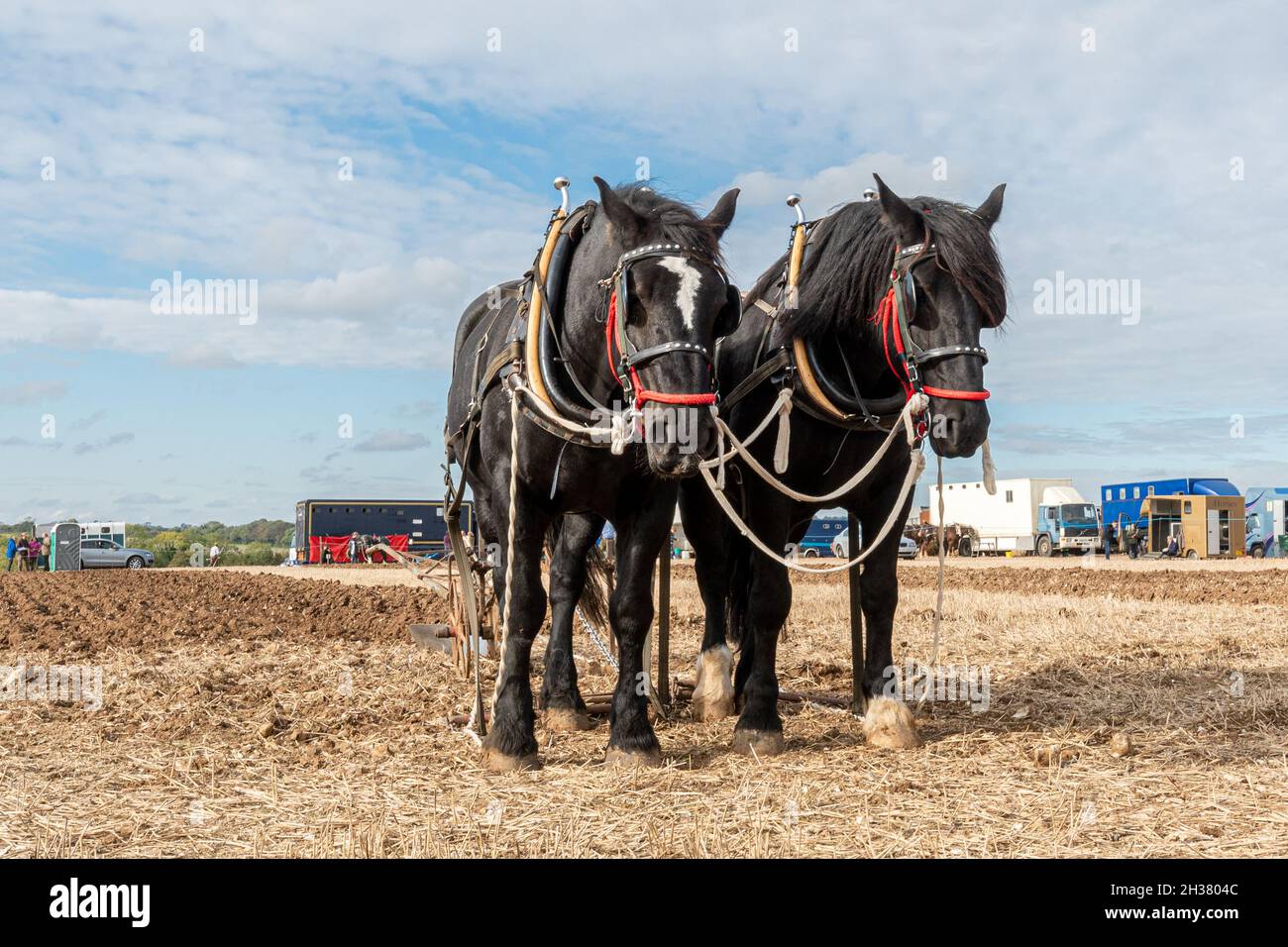 Coppia di cavalli Shire al Great All England Heavy Horse Plowing Match, un evento a Droxford, Hampshire, Regno Unito, ottobre 2021 Foto Stock