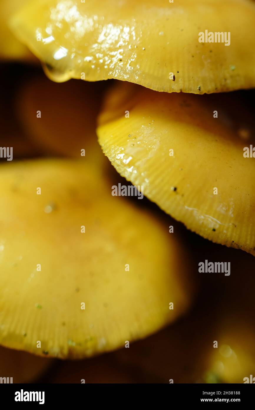 Funghi gialli o funghi a Westonbirt Arboretum, Gloucestershire, Inghilterra. Foto Stock