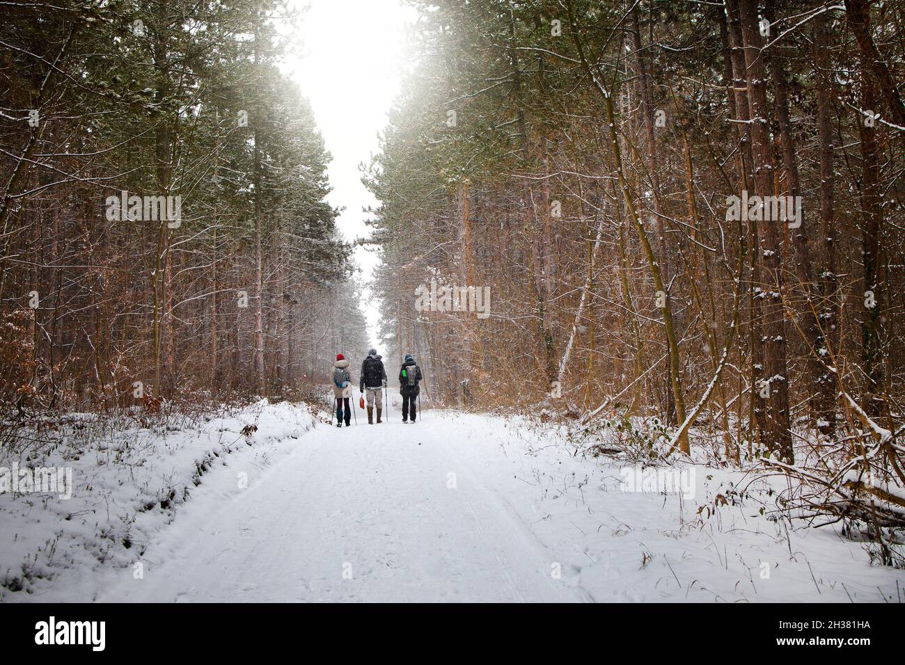 Tre amici che si godono una giornata in una foresta Foto Stock
