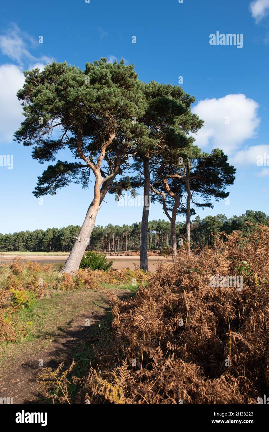Scots Pine Trees - John Muir Country Park, Dunbar, Scozia, UK - prima che molti degli alberi fossero distrutti da Storm Arwen dal 26 al 27 novembre 2021 Foto Stock