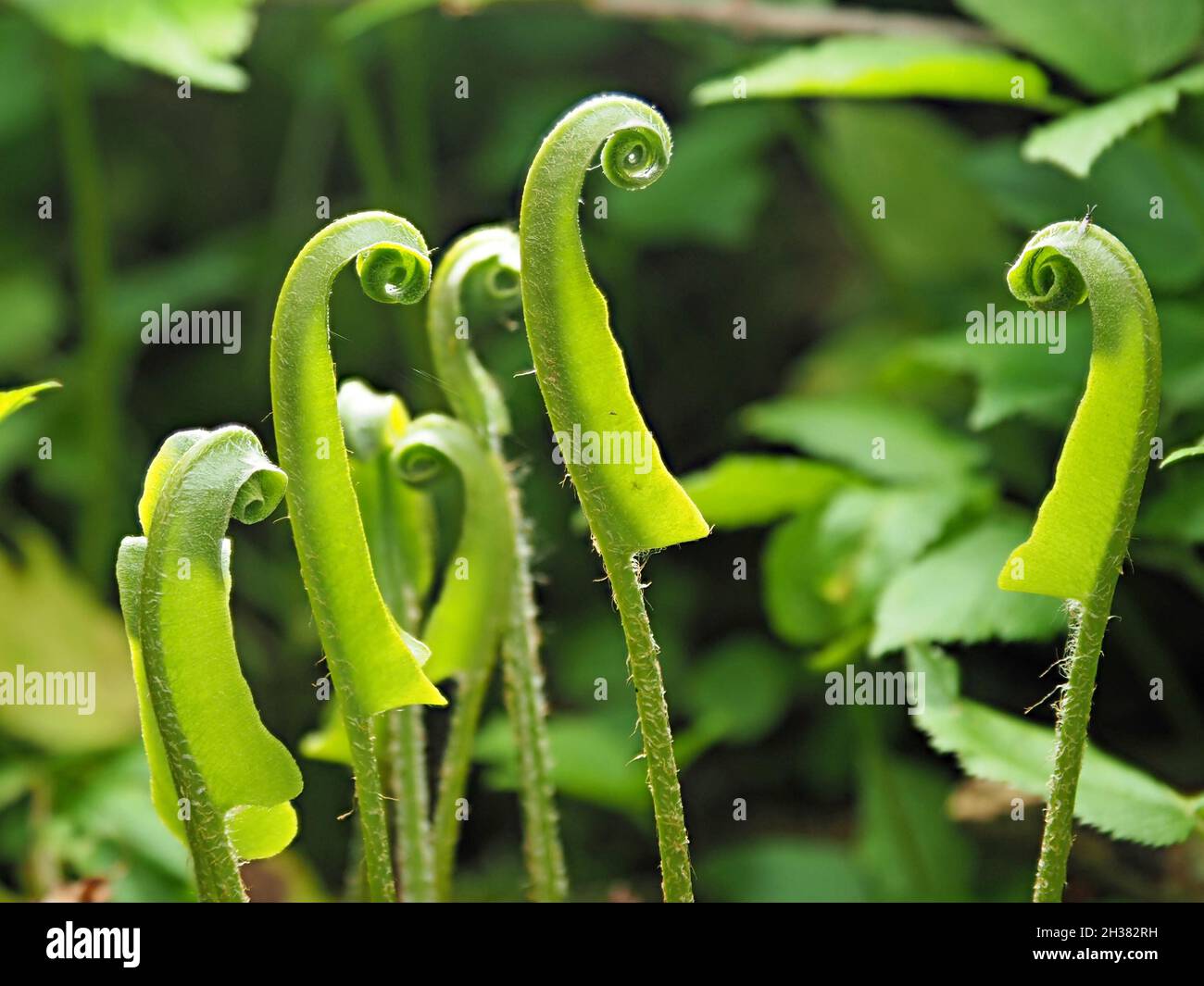 I fronti emergenti della felce (Fiddleheads) della lingua di Hart (Asplenium scologendrium) creano una scena Sci-fi mondana Cumbria, Inghilterra, Regno Unito Foto Stock