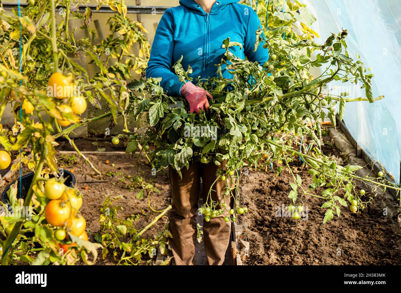 Preparazione della serra per l'inverno in autunno. Donna persona strappare vecchio non maturare le piante di pomodoro a fine stagione. Foto Stock