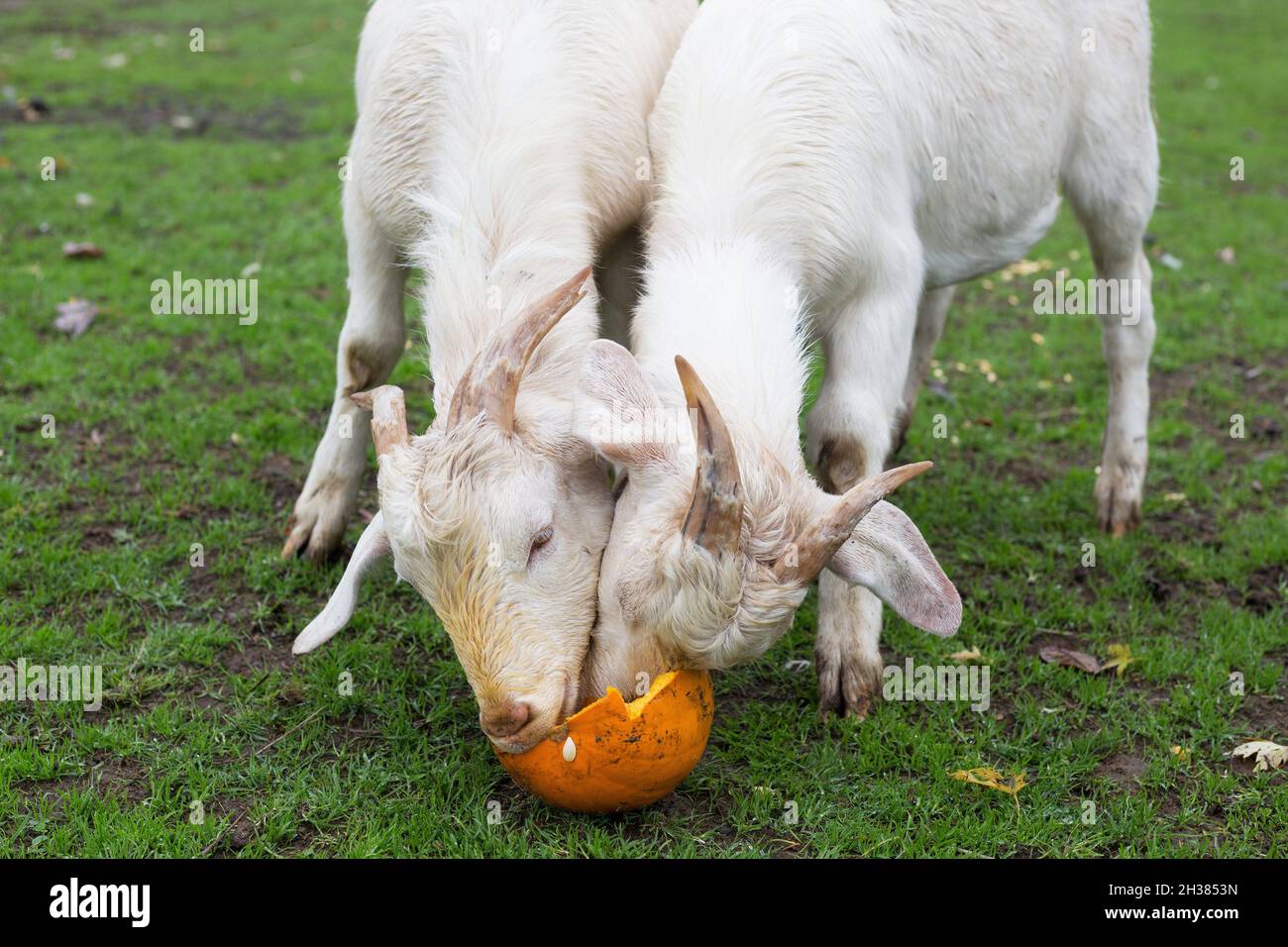 Due capre bianche con facce di arancio macchiate che mangiano una zucca. Foto Stock