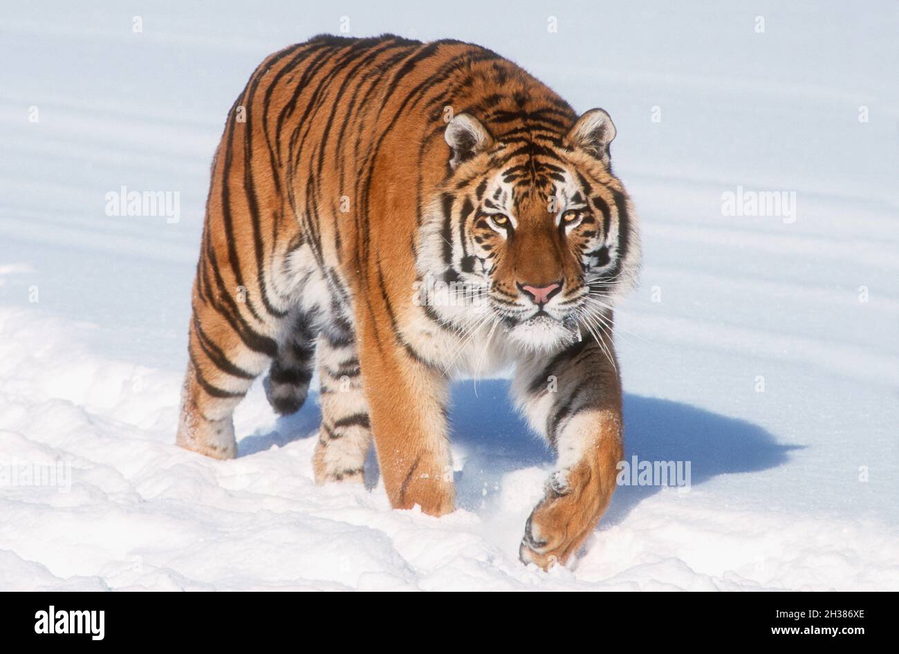 Asia; Russia; Estremo Oriente; Inverno; fauna selvatica; Predatori; felini; tigre; Panthera tigris altaica; felide vivente più grande. Prigioniero nel centro di salvataggio. Foto Stock