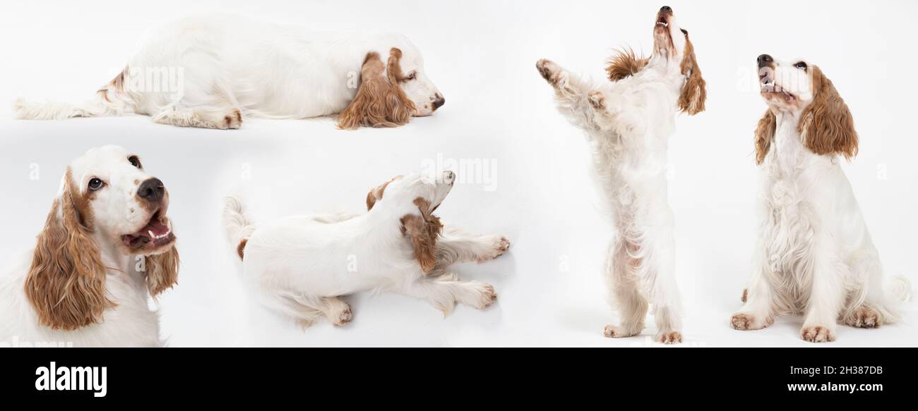 Cane - spaniello inglese con cappotto d'oro al miele. Diverse pose del cane su sfondo bianco. Panorama. Foto Stock