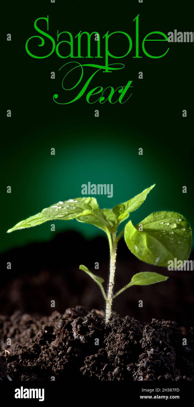 Piantina verde che cresce dal terreno di close-up Foto Stock