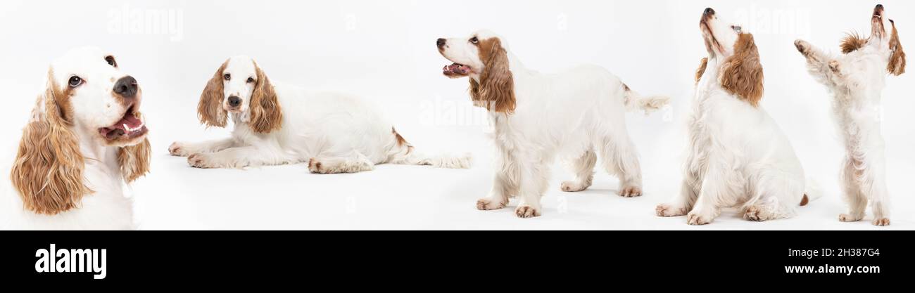 Posa del cane di base su sfondo bianco. Cane - spaniello inglese con cappotto d'oro al miele. Panorama. Foto Stock
