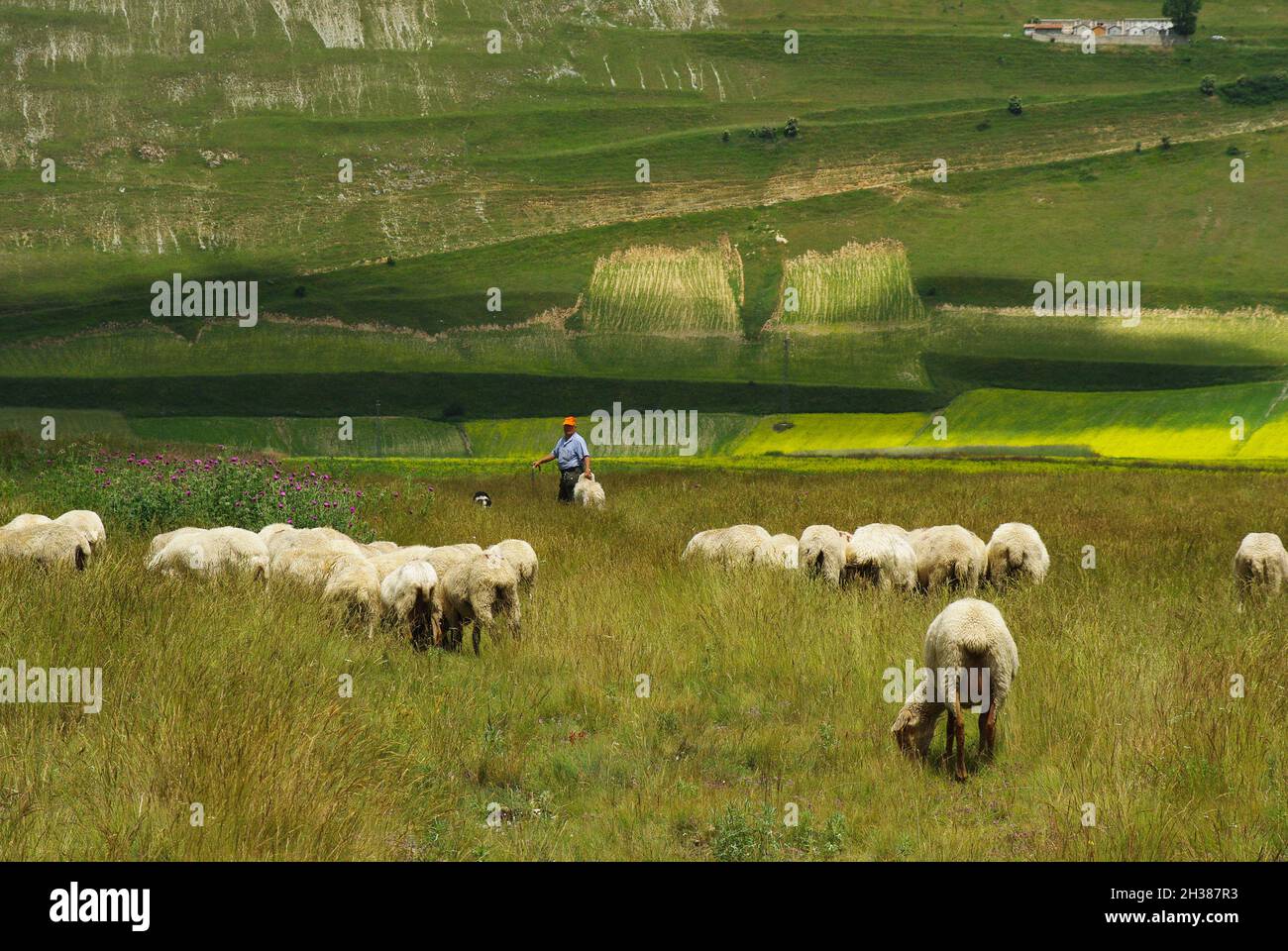 Castelluccio di Norcia - Umbria - un pastore e il suo gregge di pecore di natura incontaminata Foto Stock