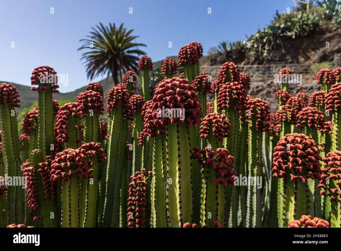 Il frutto di endemica alle Isole Canarie - Euphorbia canariensis. Primo piano. Foto Stock