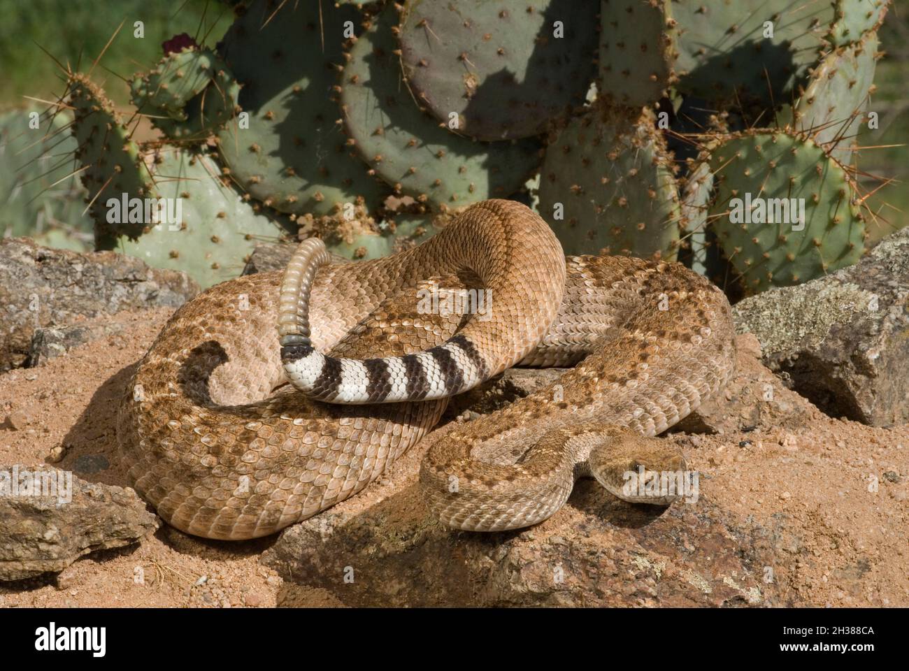 Nord America; deserto; deserto di sonora; Valle d'erba, Arizona; Rettile; serpente; Pit Viper; Venomous; Diamonback occidentale; Crotalo atrox; grande, maturo 5 Foto Stock