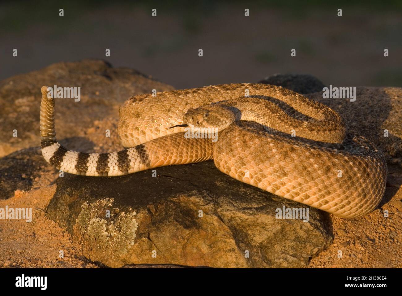 Nord America; deserto; deserto di sonora; Valle d'erba, Arizona; Rettile; serpente; Pit Viper; Venomous; Diamonback occidentale; Crotalo atrox; grande, maturo 5 Foto Stock