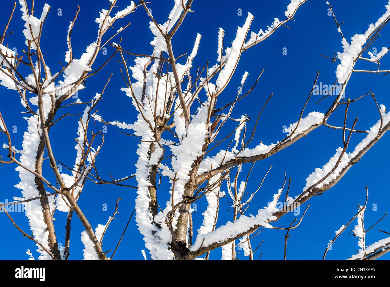 Ramoscelli ricoperti di neve, scintillanti dal sole invernale, contro il cielo blu. Gelo o cristalli di gelo sulle cime degli alberi in una fredda giornata d'inverno Foto Stock