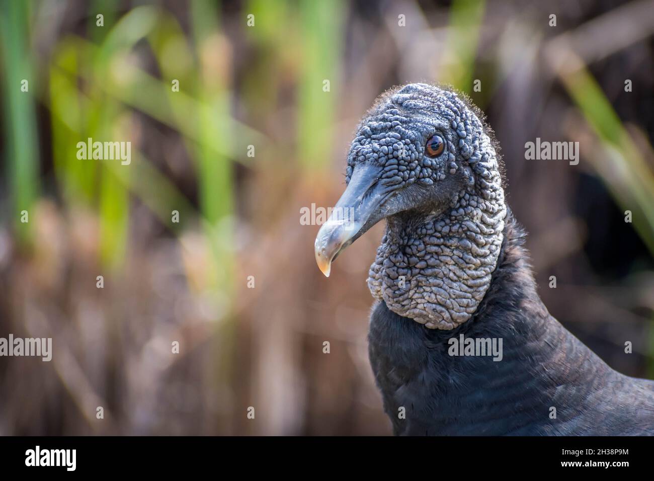 Un avvoltoio nero in Everglades National Park, Florida Foto Stock
