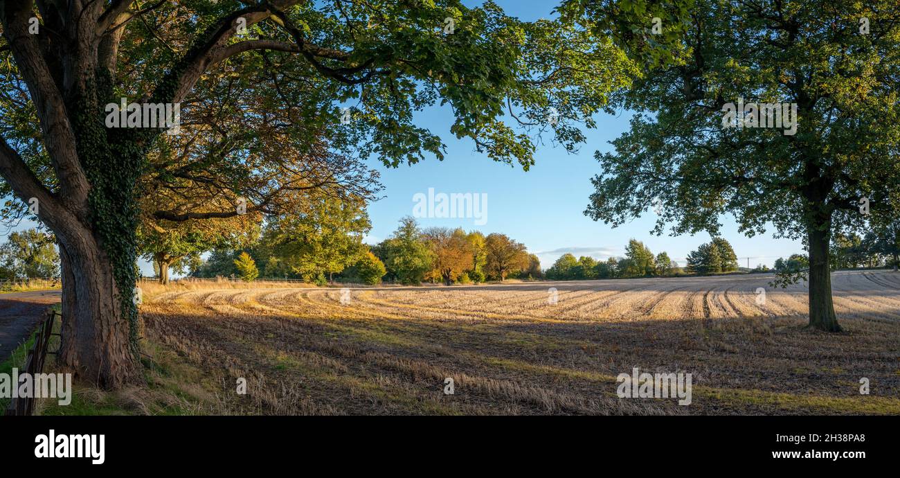 Campo coltivato a bordo con alberi decidui nel loro colore autunnale. Foto Stock