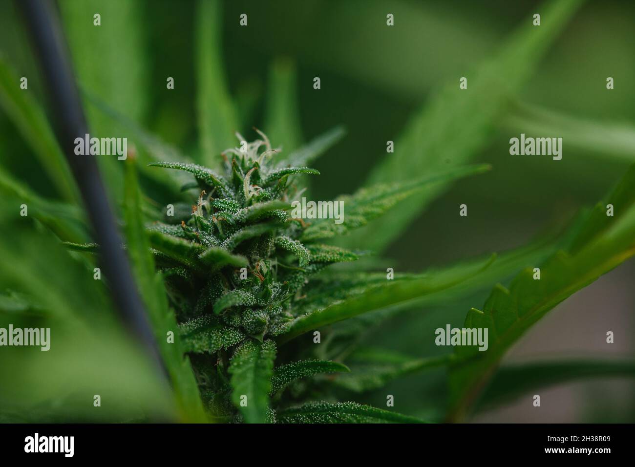 Primo piano di germogli di Cannabis, foglie e trichomi Foto Stock