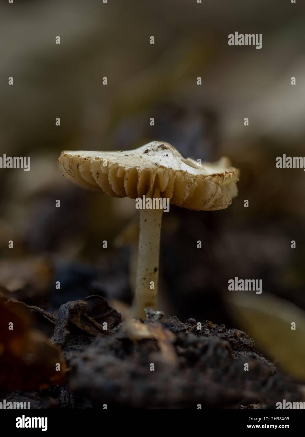 Fungo di bosco che mostra branchie, trovato nel bosco del Sussex Foto Stock