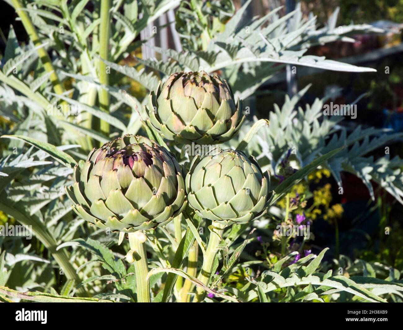 Primo piano di Cynara Scolymus o Globe Artichoke un perenne completamente hardy con germogli della testa del fiore che sono un vegatable commestibile in estate Foto Stock
