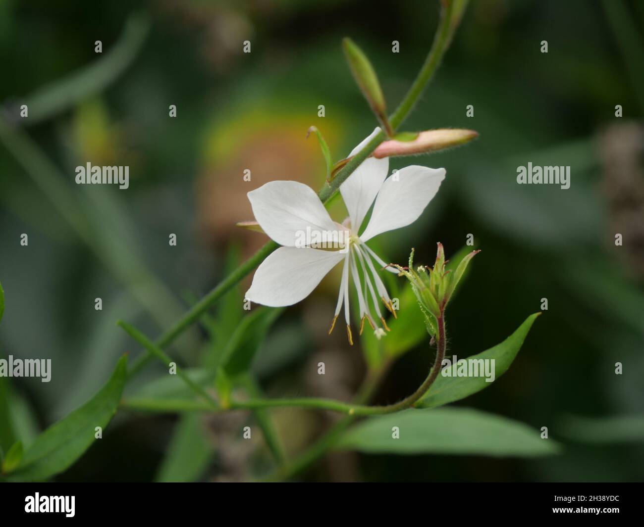 Primo piano di un beeblossom di Lindheimer bianco Foto Stock