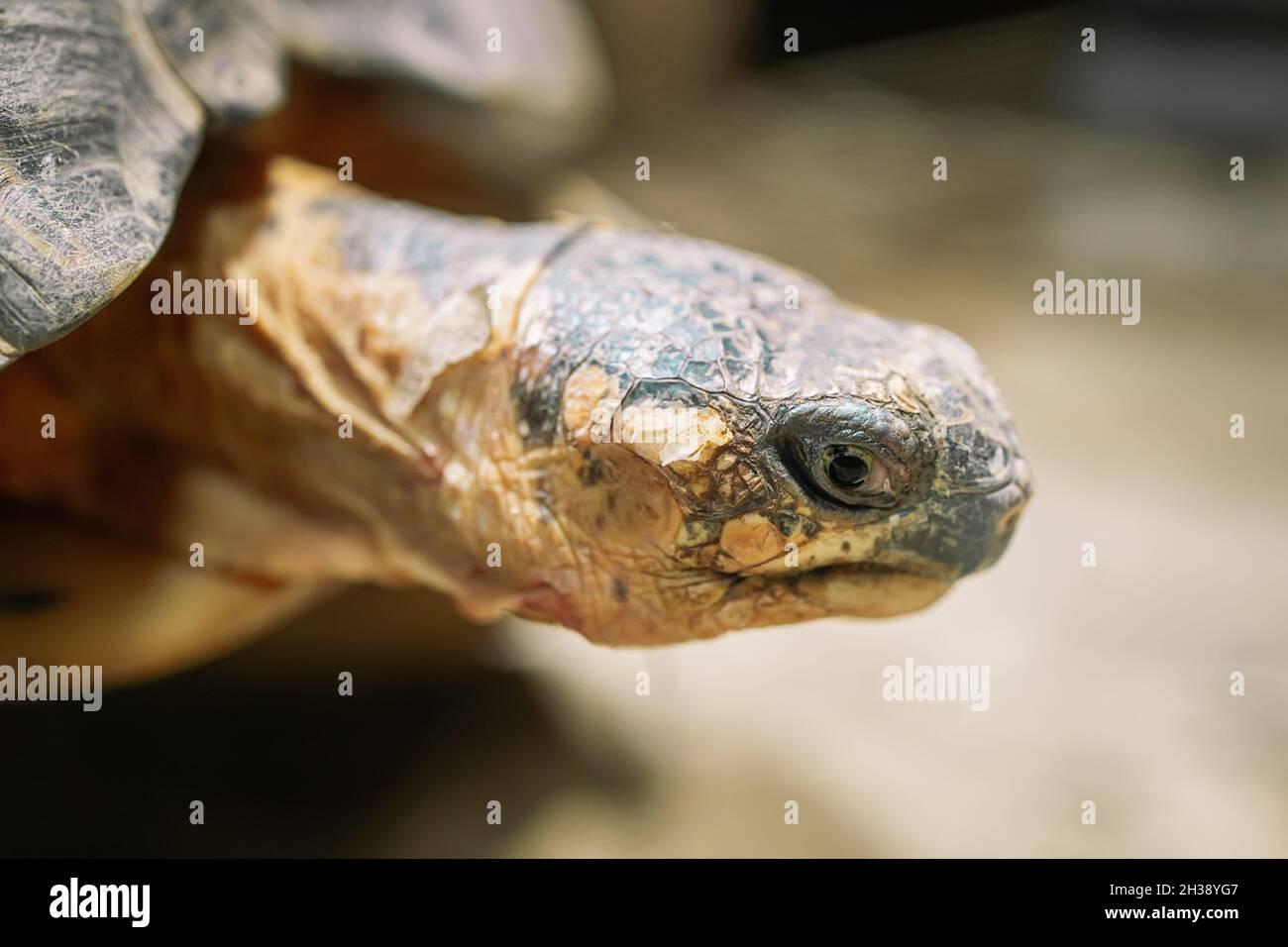 Primo piano della tartaruga irradiata nel suo habitat sulla terra. Tartaruga bella - specie rare, endemica Madagascar. Concetto di animali tropicali esotici. Foto Stock