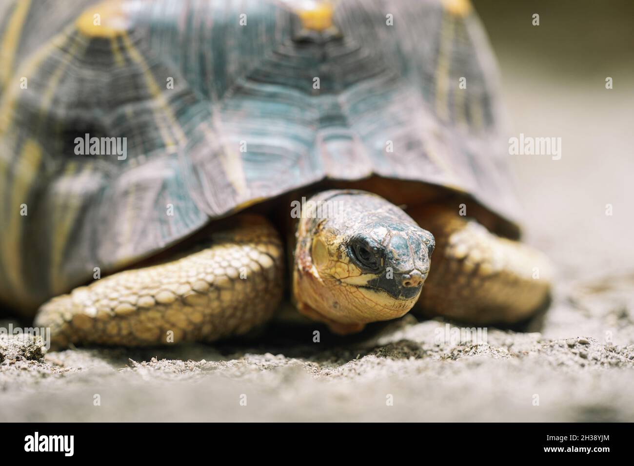 Primo piano della tartaruga irradiata nel suo habitat sulla terra. Tartaruga bella - specie rare, endemica Madagascar. Concetto di animali tropicali esotici. Foto Stock