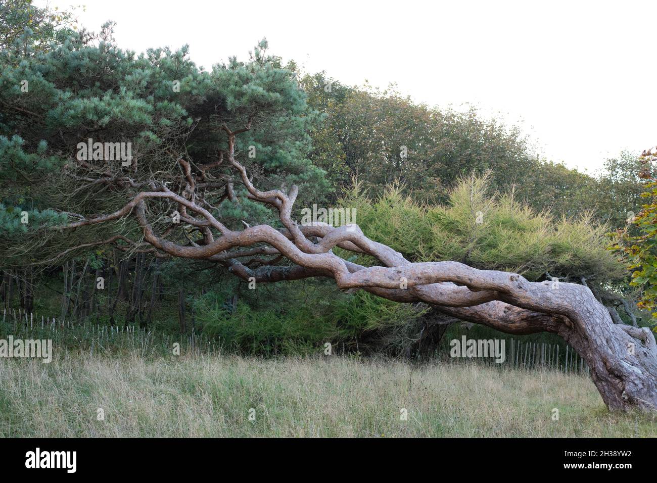 Pino scozzese che cresce da un angolo a causa di un forte vento prevalente dal mare - Scozia, Regno Unito Foto Stock