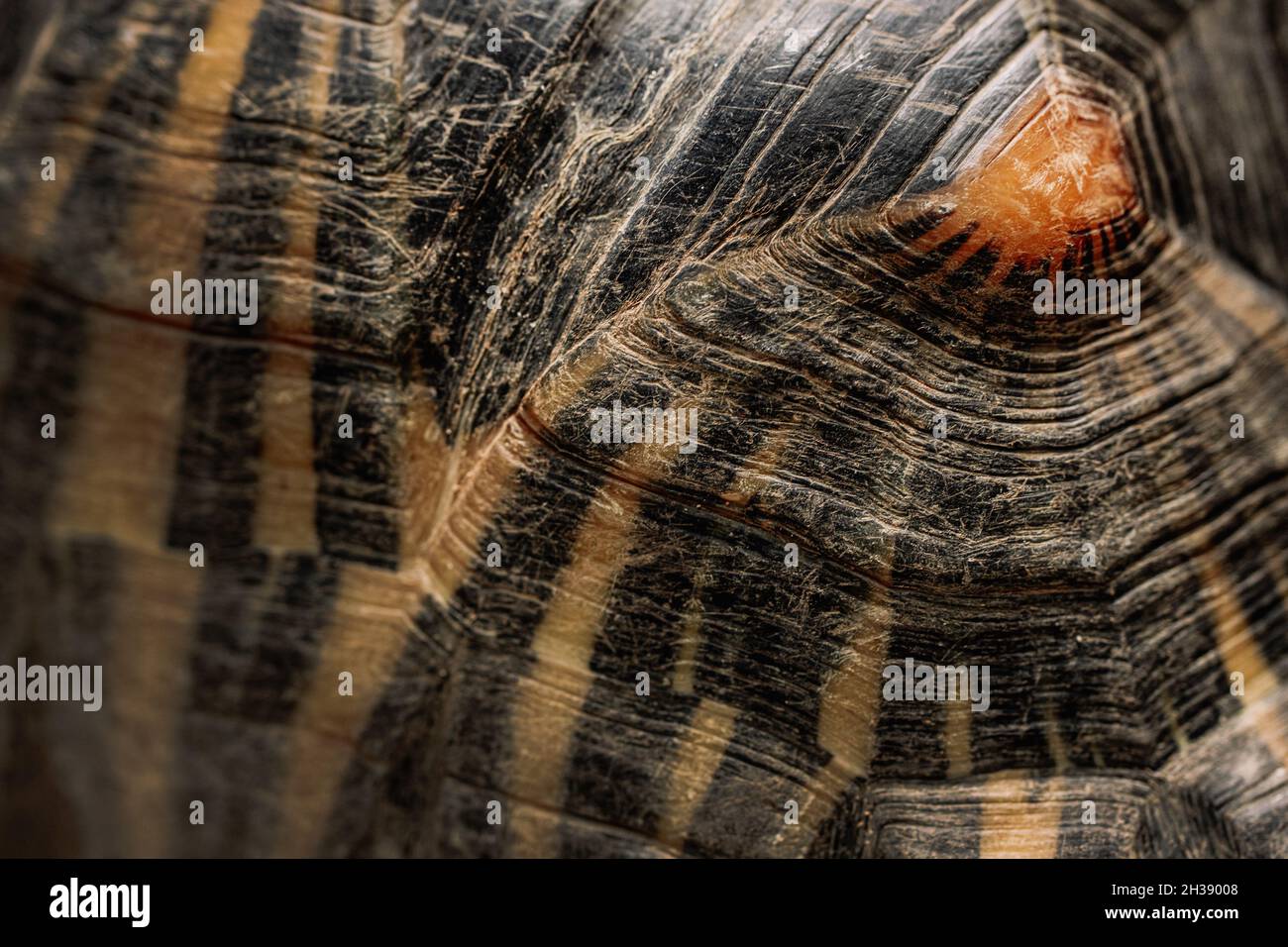 Primo piano della texture del guscio tartaruga irradiata. Tartaruga bella - specie rare, endemica Madagascar. Macro carapace. Concetto di animali tropicali esotici. Foto Stock