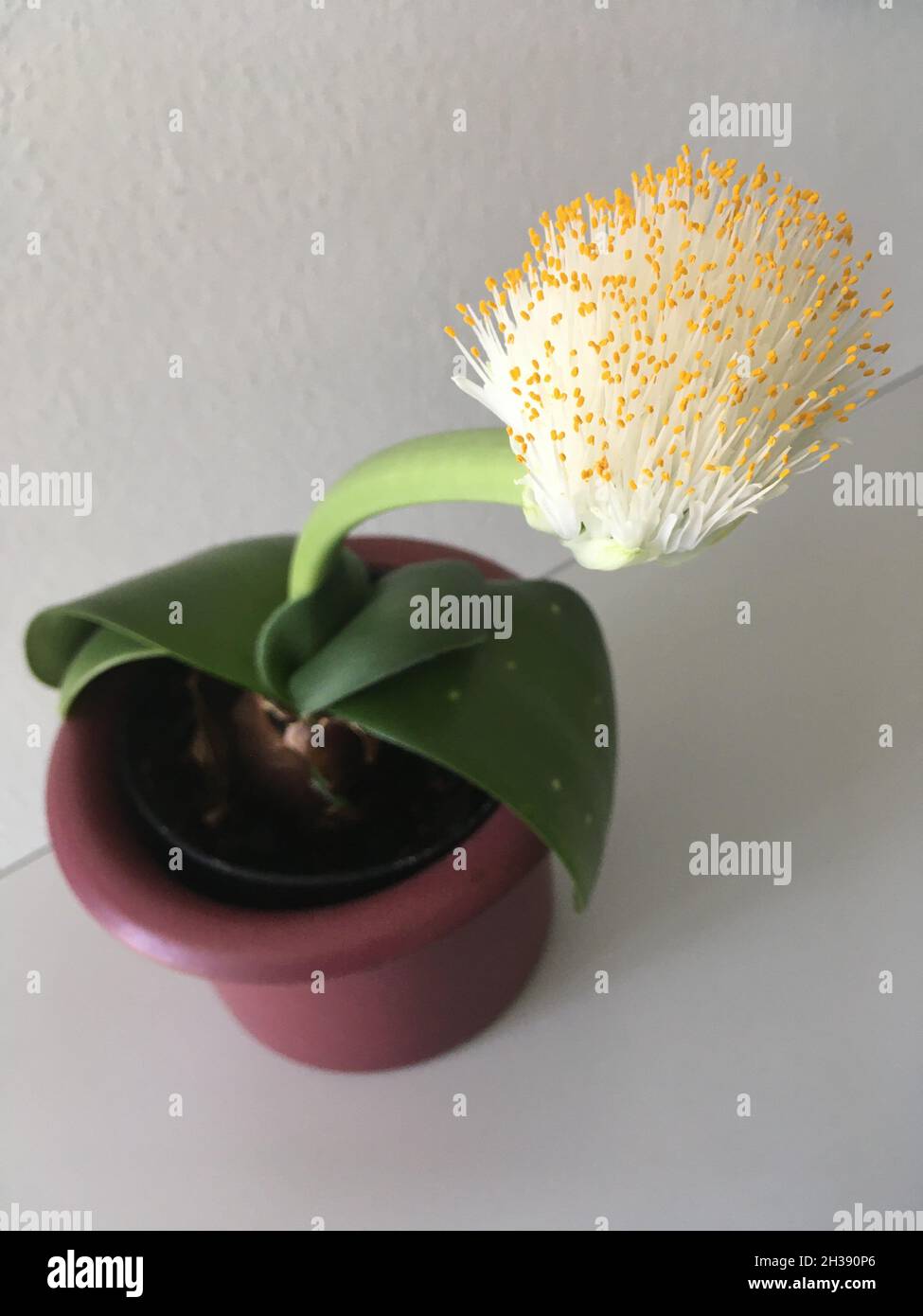 Elefantenohr Haemanthus albiflos Pflanze sieht aus wie eine Spülbürste Foto Stock