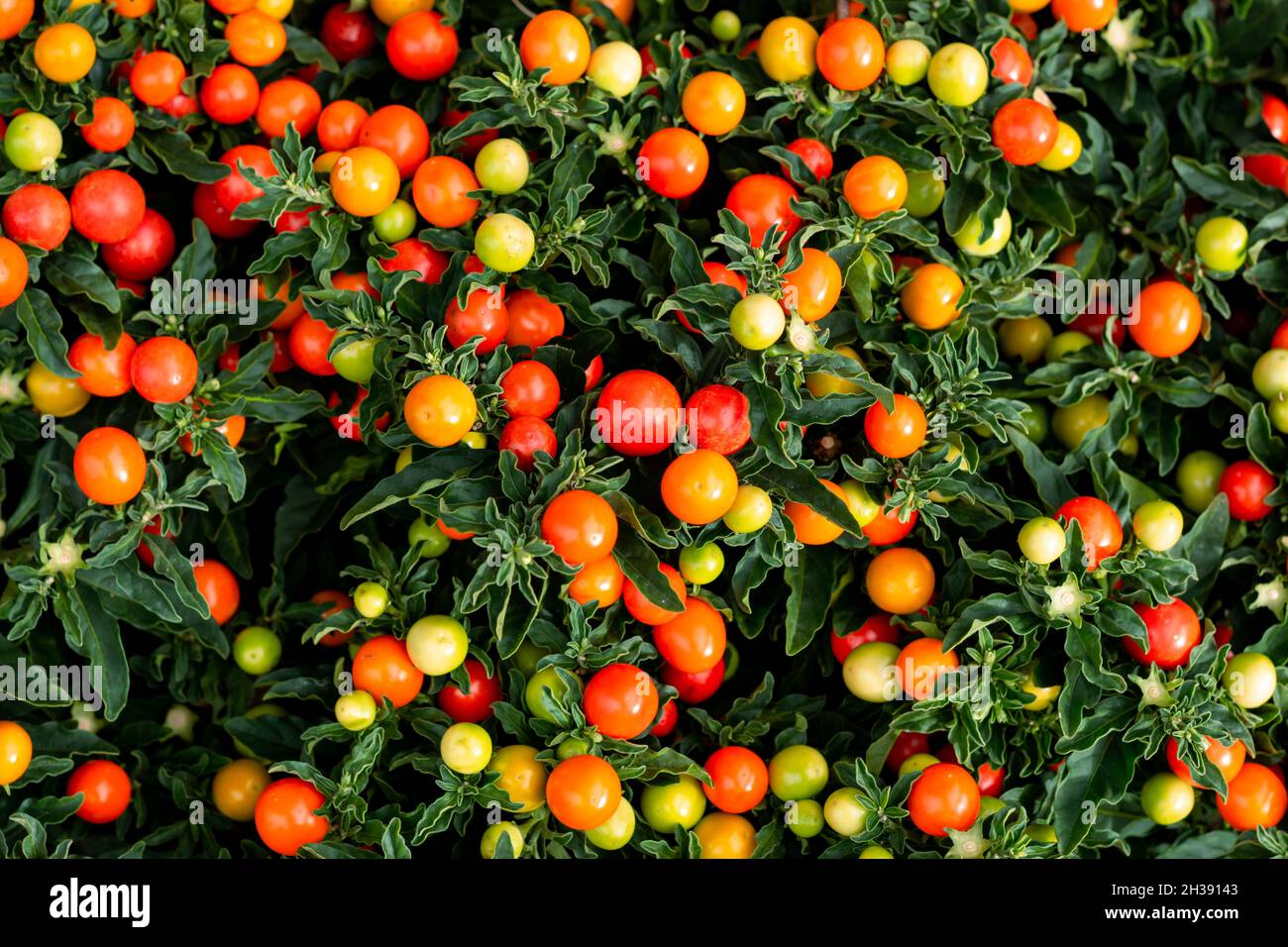 Solanum Pseudocapsicum o pianta di ciliegia d'inverno o ciliegia di  Gerusalemme, pianta ornamentale per Natale con bacche rosse brillanti Foto  stock - Alamy