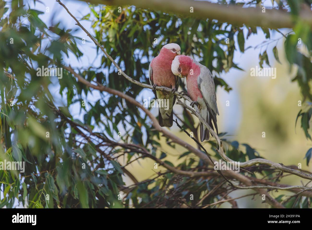 Due Galah Cockatoo Pink Grey preening in un albero Foto Stock