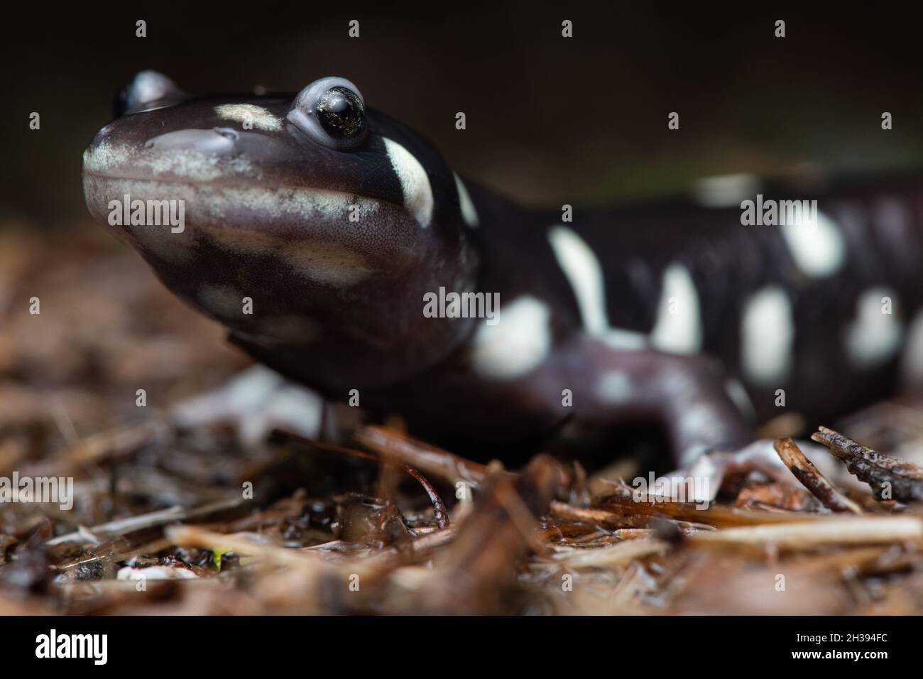 Il salamander della tigre californiense (Ambystoma californiense) è un endemico anfibio a rischio per la costa occidentale dell'America del Nord in CA. Foto Stock