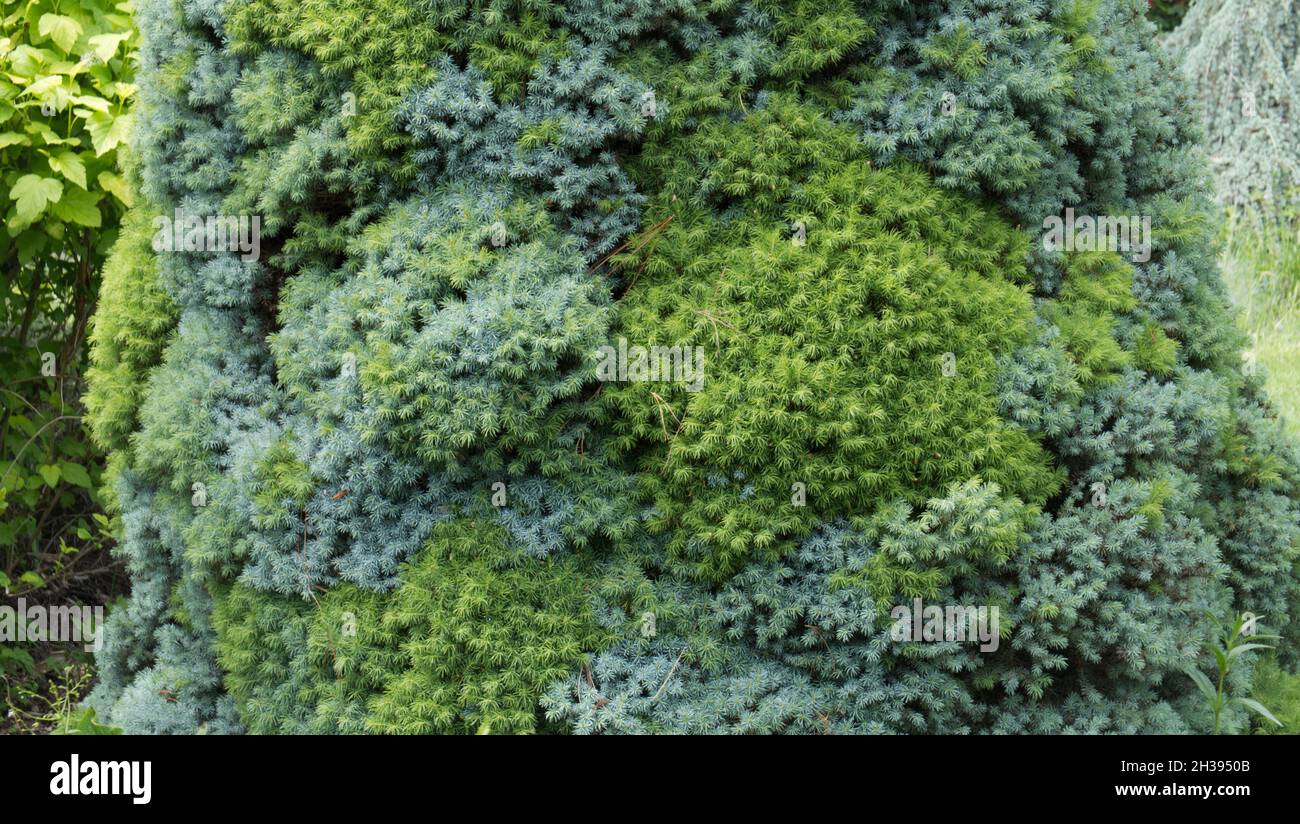 Albero di foglie blu e verde Foto Stock
