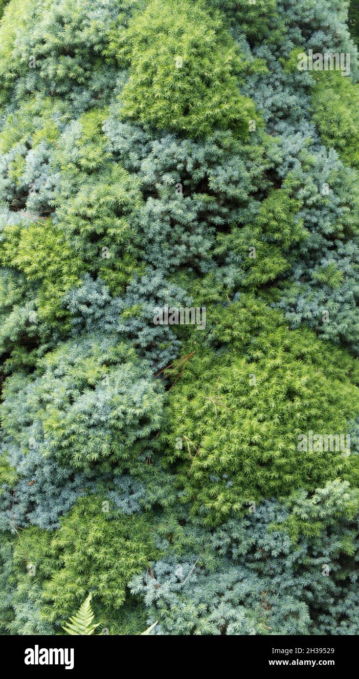 Albero di foglie blu e verde Foto Stock