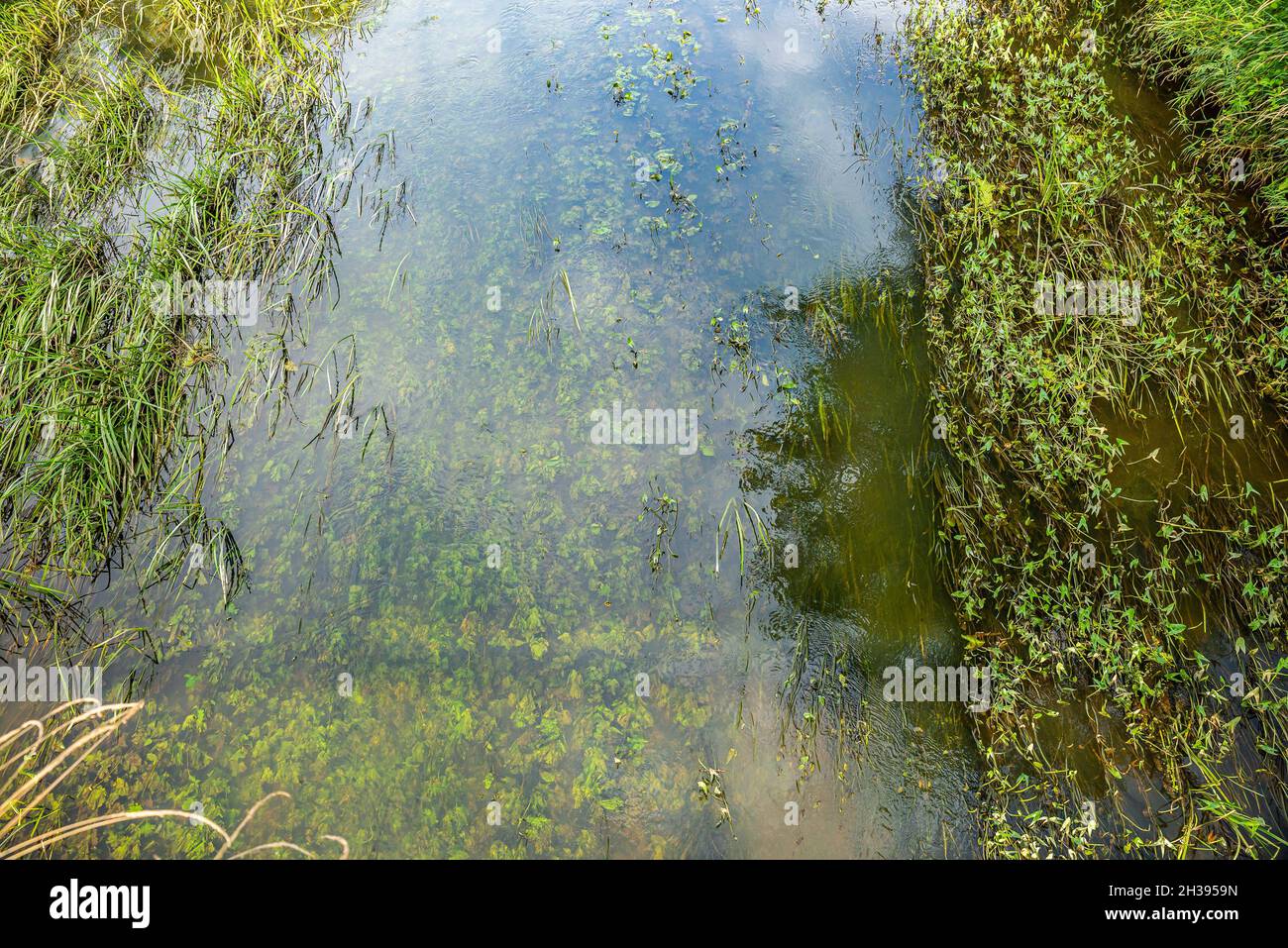 Acqua cristallina nel fiume Barycz in Polonia dal villaggio di Osetno Foto Stock