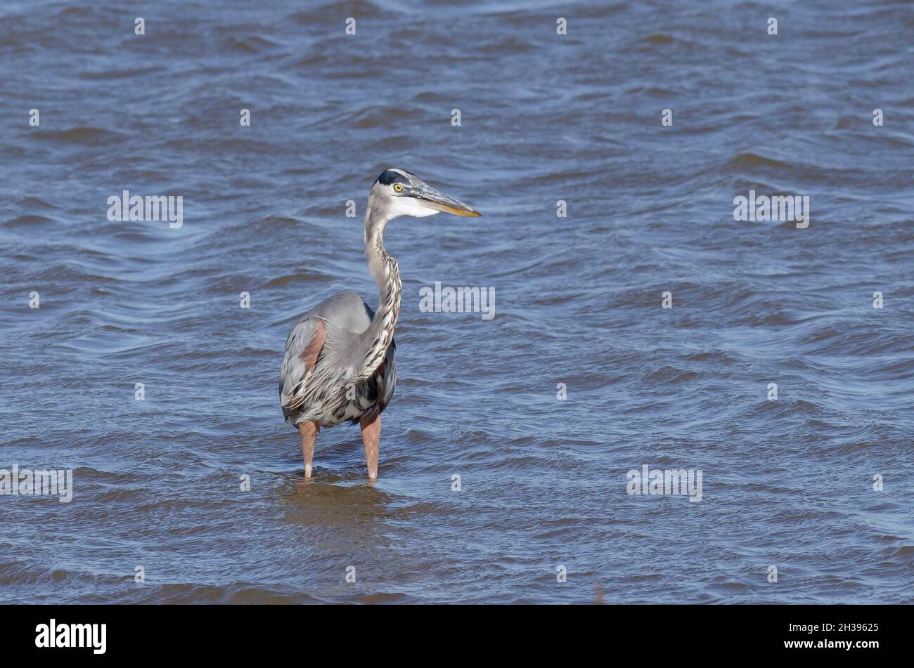 Airone blu, Ardea erodiade Foto Stock