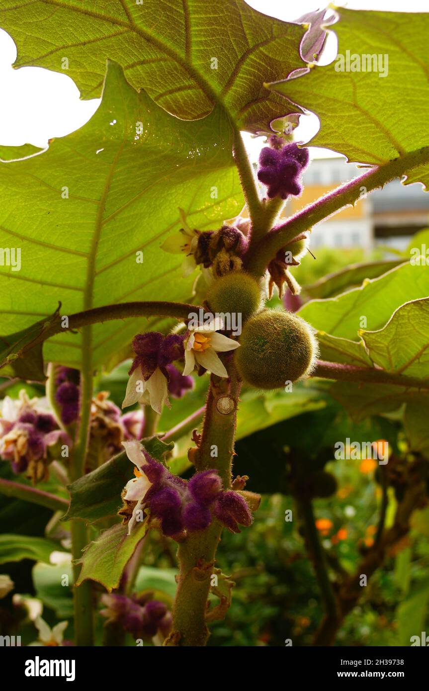 Frutta e fiori di una pianta di lulo o di Naranjilla Foto stock - Alamy