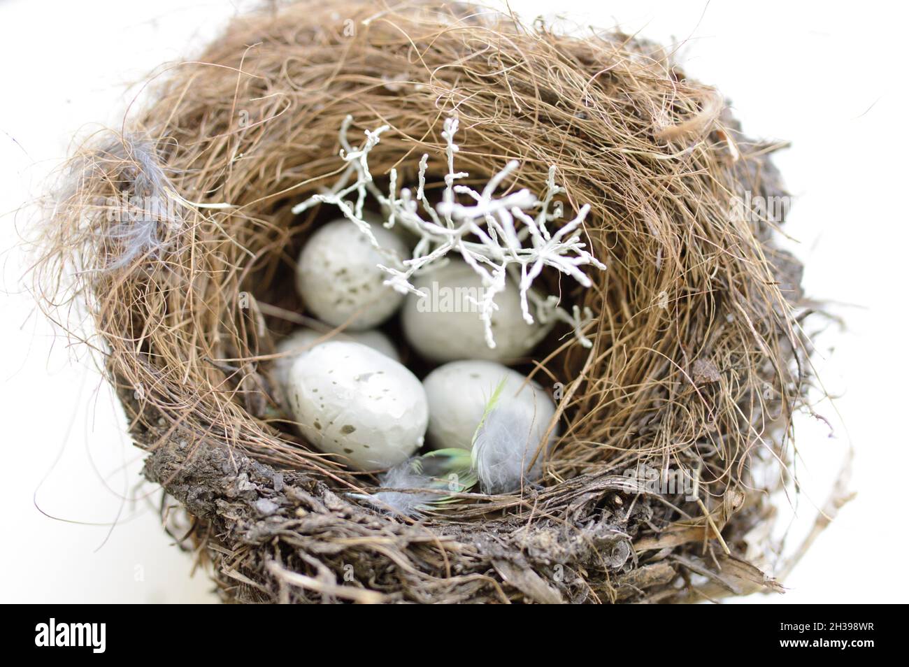 Nido delicato con uova di un piccolo uccello, sfondo bianco Foto Stock