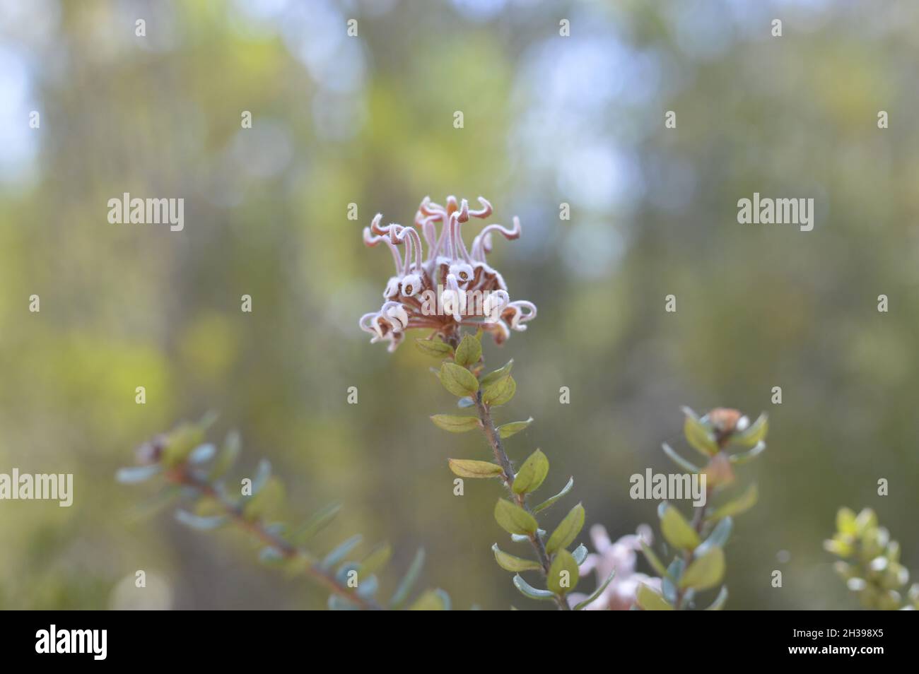 Pianta nativa australiana, Grey Spider Flower in bush Foto Stock