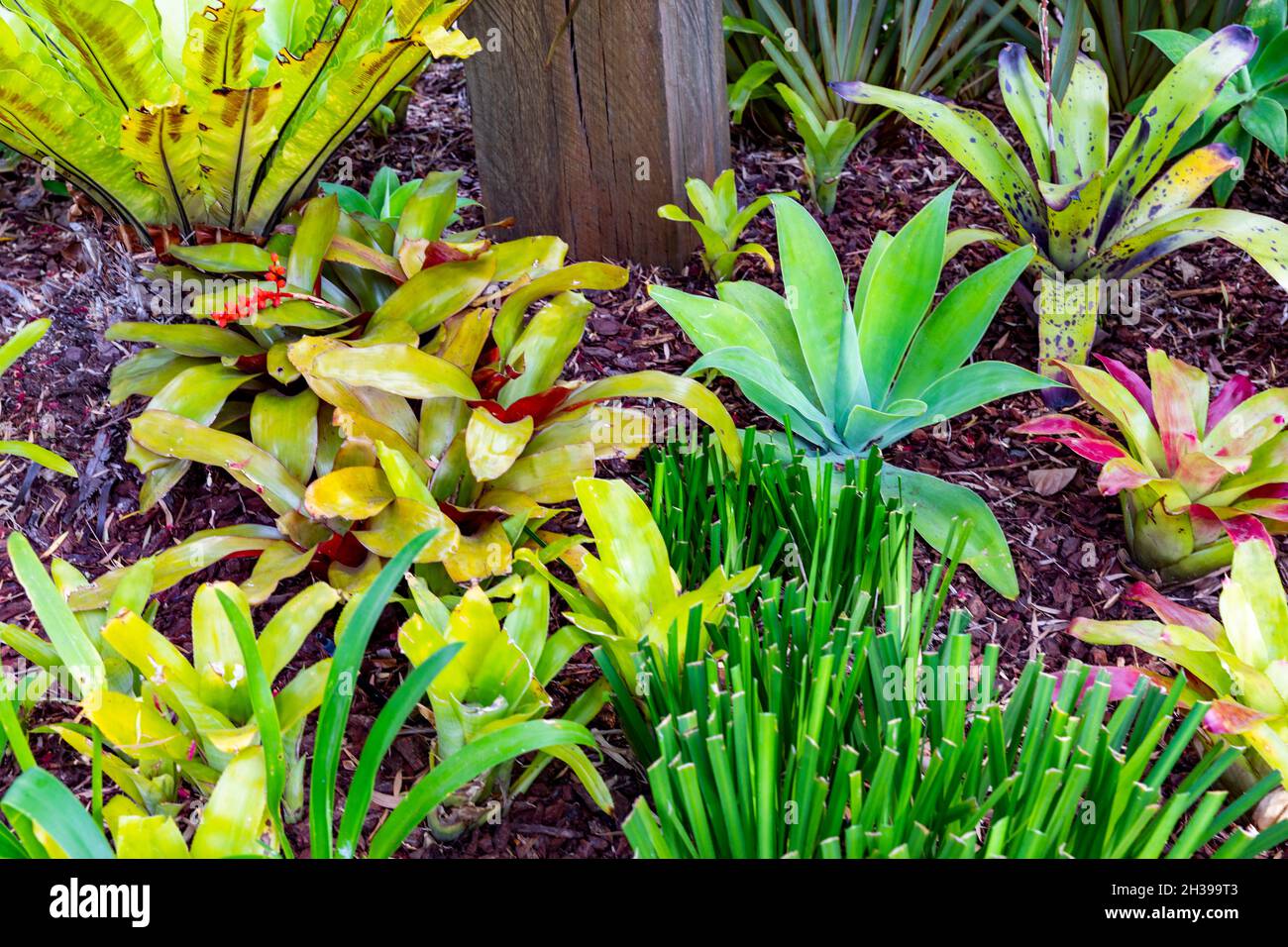 Piante di bromeliad piante di bromeliaceae in un giardino di Sydney accanto all'impianto di attenuazione dell'agave, Sydney, Australia Foto Stock