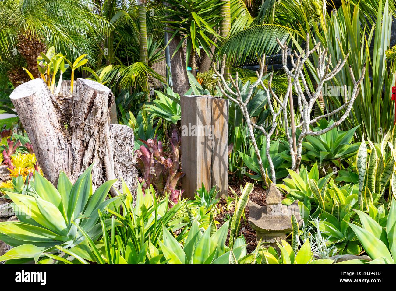 Giardino tropicale di Sydney vicino a piante tra cui agavi e palme, giardino costiero di Sydney, Australia Foto Stock