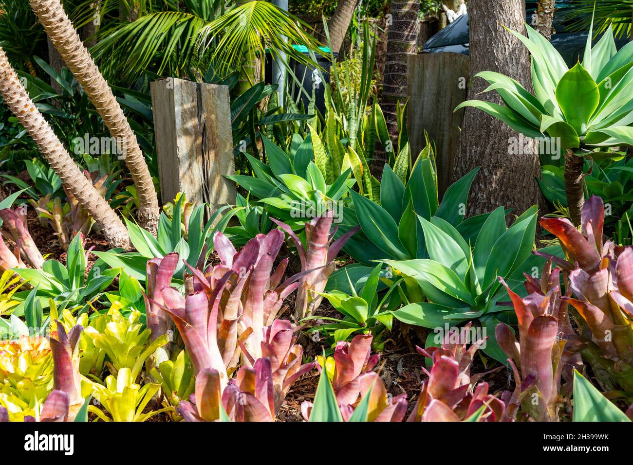 Piante di bromeliad piante di bromeliaceae in un giardino di Sydney accanto all'impianto di attenuazione dell'agave, Sydney, Australia Foto Stock