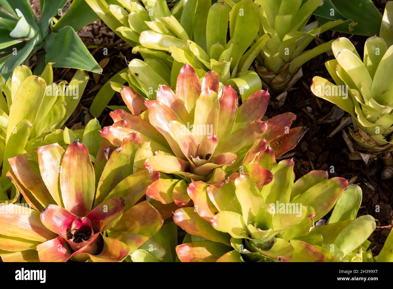 Piante di bromeliade piante di bromeliaceae che crescono in un gruppo in un giardino australiano Foto Stock