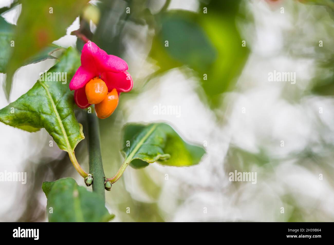 Fuso europeo (Euonymus europaeus), germe, Assia, Germania Foto Stock