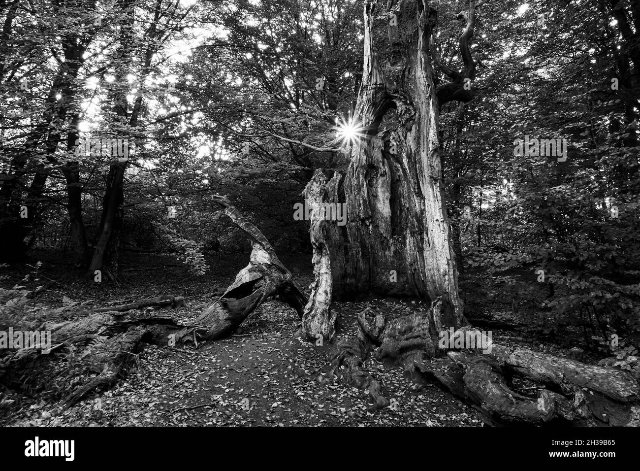 Faggio vecchio morto (Fagus), foresta primeval di Sababurg, Assia, Germania Foto Stock