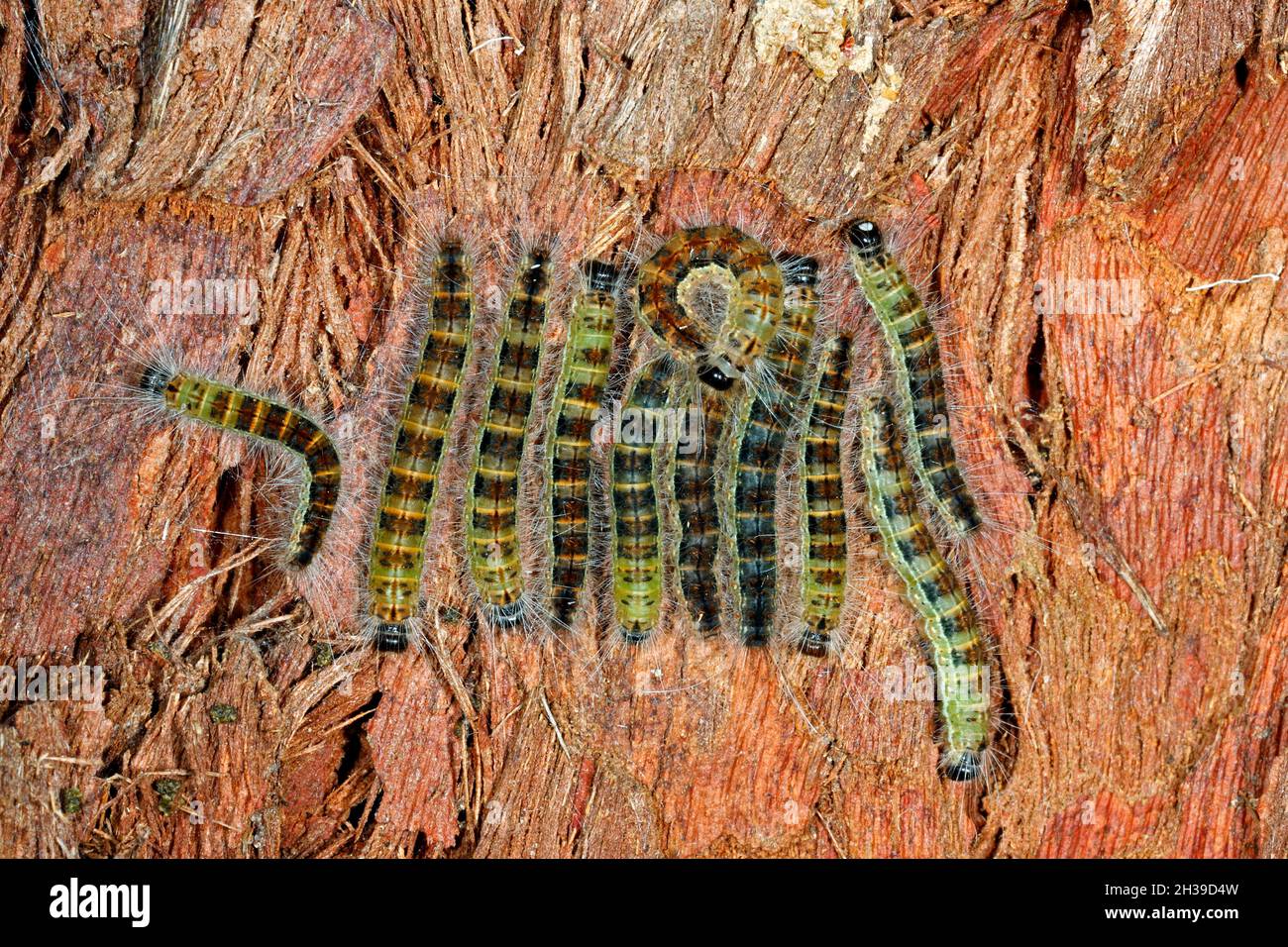 Gruppo di Moth Caterpillars sulla corteccia di un albero. Specie sconosciuta. Coffs Harbour, New South Wales, Australia Foto Stock