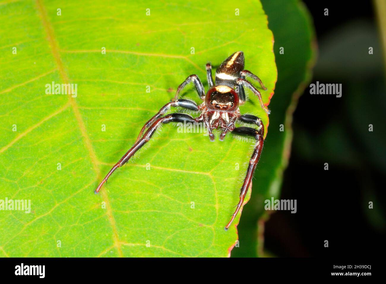 Biting Jumping Spider, Opisthoncus mordax, Coffs Harbour, NSW, Australia Foto Stock